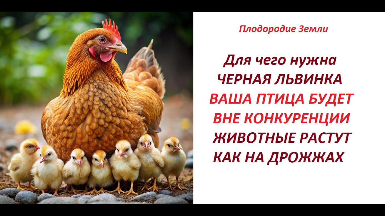 Черная Львинка Как использовать в подсобном хозяйстве Часть 2