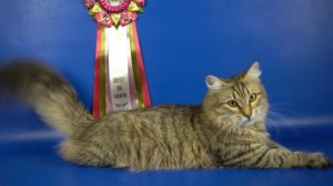 Сибирский котик Ramses Crown of Siberia, возраст 9 месяцев, ждет хозяев