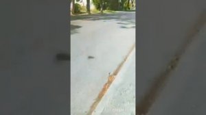 За чем ко мне бегает Алеут Анины сплетни