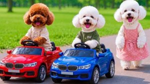 ⚡ Приключения минипуделей!🐕Помощь в поиске!⚡