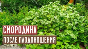 Смородина после сбора урожая 💥 СДЕЛАЙТЕ ЭТО ОБЯЗАТЕЛЬНО   Садовый гид