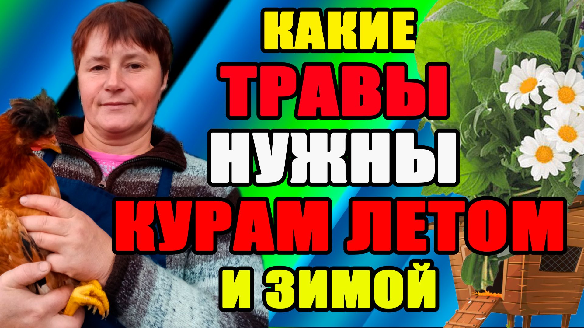Какие ТРАВЫ НУЖНЫ курам летом и зимой.