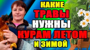 Какие ТРАВЫ НУЖНЫ курам летом и зимой.