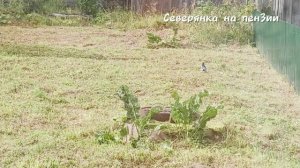 Конец истории.