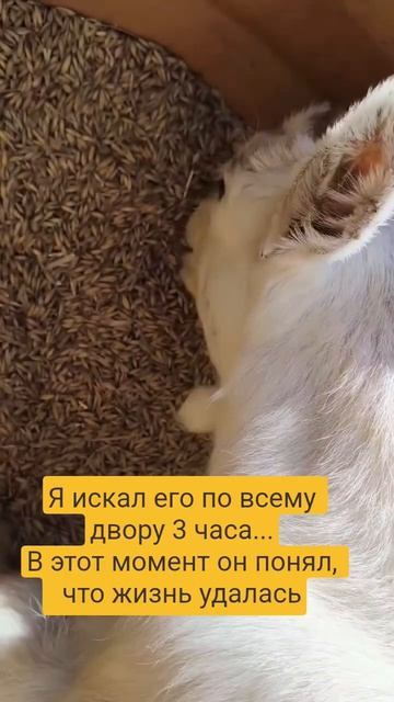 Тот самый друг в гостях, у которого «нет аппетита🐐 #козьерябство