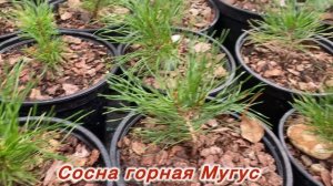Контейнерная площадка с нашей рассадой хвойных деревьев!