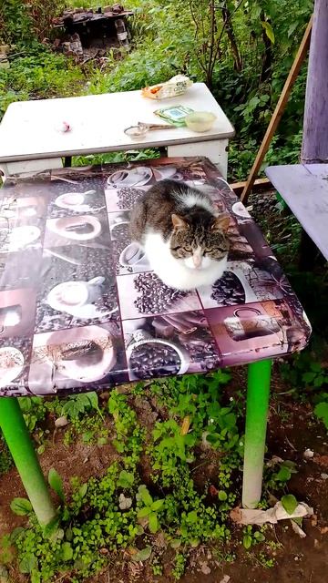 Будни кота Павлика!