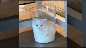 🐱🐱🐱🐈🐈🐈 мяУ