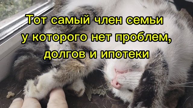 Тот самый член семьи,у которого нет проблем,долгов и ипотеки😂