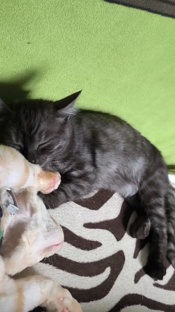 Без кота и жизнь не та😂
