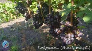 Выпуск 50. 16 августа 2026. Обзор виноградника Кодрянка.
