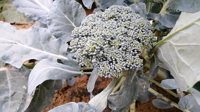 Классные сорта капусты цветной и брокколи