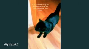 Приколы с КОШКАМИ 😹😹😹  FUNNY CATS 🤣😹🤣
