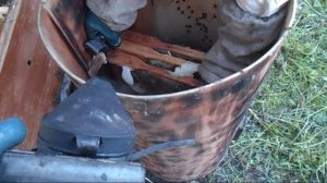 Пересаживаю из круглой ловушки  пойманный рой 22