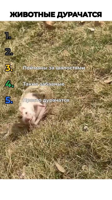 ЖИВОТНЫЕ ДУРАЧАТСЯ