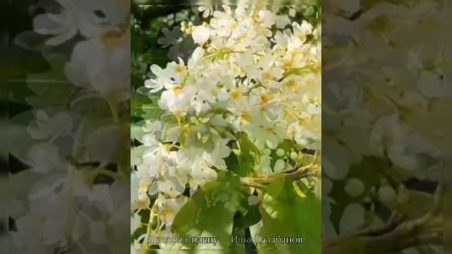 18-08-2026 Я у тебя в плену. Илья Балабанов