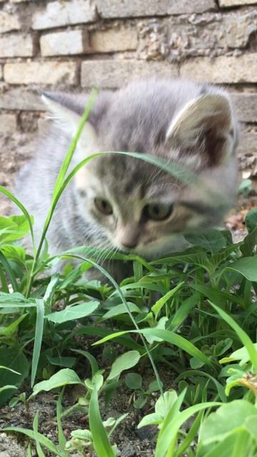 Муся и котята