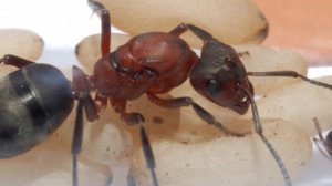 Как ПОДНЯТЬ колонию RAPTIFORMICA SANGUINEA с ОДНОЙ МАТКИ?