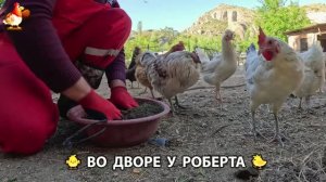 Содержание кур в домашних условиях и других птиц во дворе у Роберта 🐣🐤🦆🐔🪿🦃 (585)