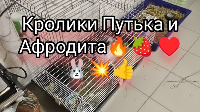 Ценный мех кроликов