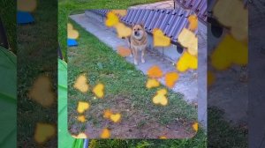 1000067384.mp4 (Собака слушает о технологии устройства канализации в сливную яму у дома А-фрейм)