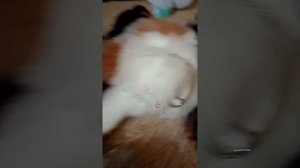 🩵🐕СЕРИАЛ!! «Наглость, предательство, и верность» 1-ая серия😺🩷