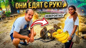 ИСХОД РУССКИХ МУЖИКОВ В ДЖУНГЛИ. ОБЕЗЬЯНЫ В ДЖУНГЛЯХ ЕДЯТ ПРЯМО С РУК! Филиппины нас шокировали!