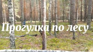 Прогулка по сосновому лесу