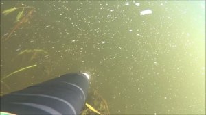 Подводная охота Курск .Сазан на 8 кг.