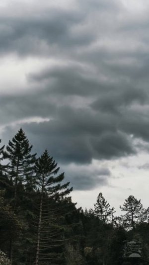 В ожидании дождя