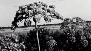 1977 год. Тюменская область. Август