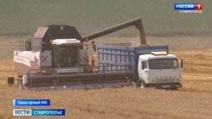 В Предгорье собрали рекордный урожай зерна