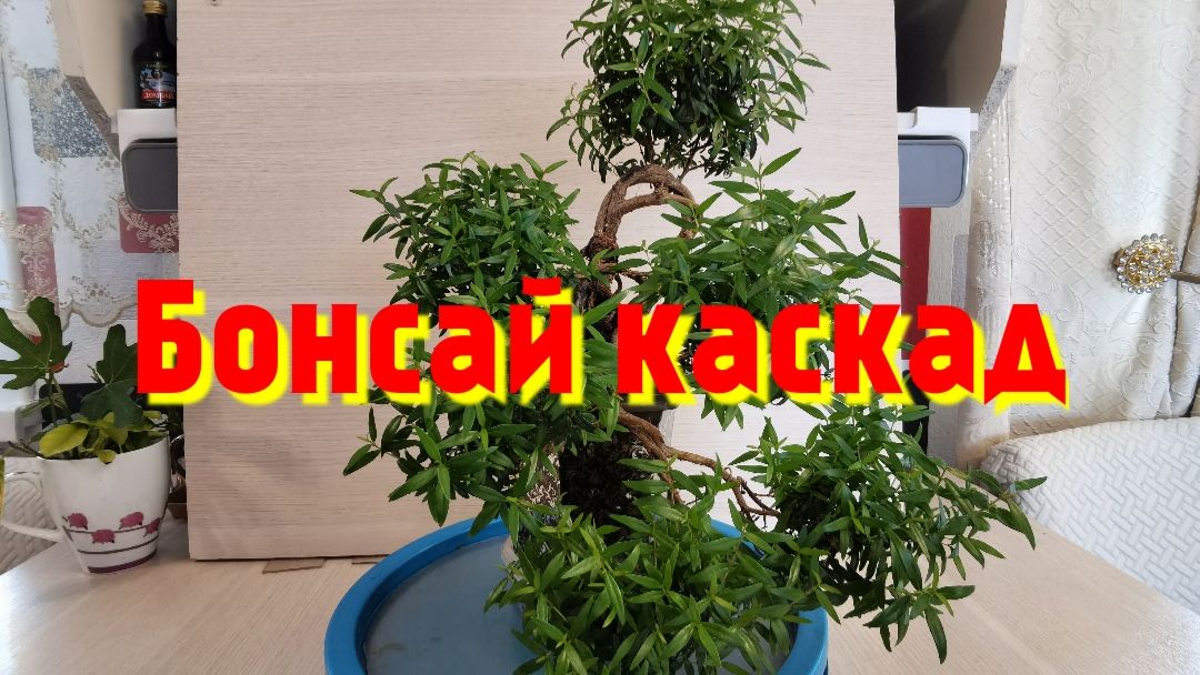 Стрижка каскадного Бонсай
