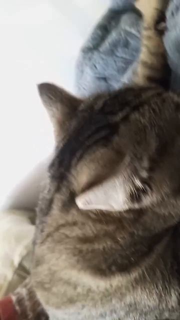 Котик новое видео