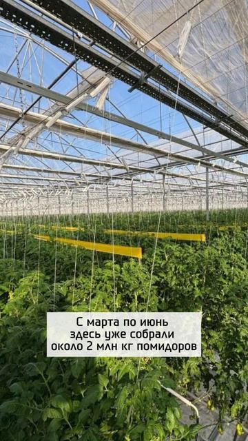 Скоро запустят самую большую в мире теплицу