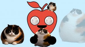 Играю в найди котость