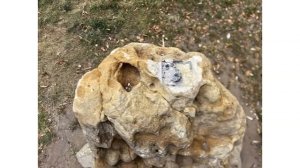 На туристическом маршруте в Энгельсе украли пять миниатюрных бычков