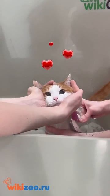 Ванны для груминга для наших любимых...