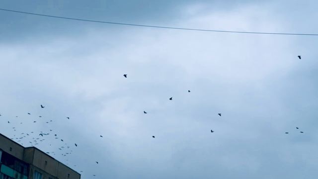 ГРАЧИ