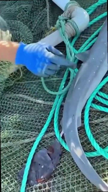 🦈А водятся ли акулы в Чёрном море? Разумеется, да!