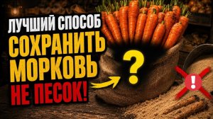 ЗАБУДЬТЕ ПРО ПЕСОК: ТАК МОРКОВЬ ХРАНИТСЯ ДО НОВОГО УРОЖАЯ