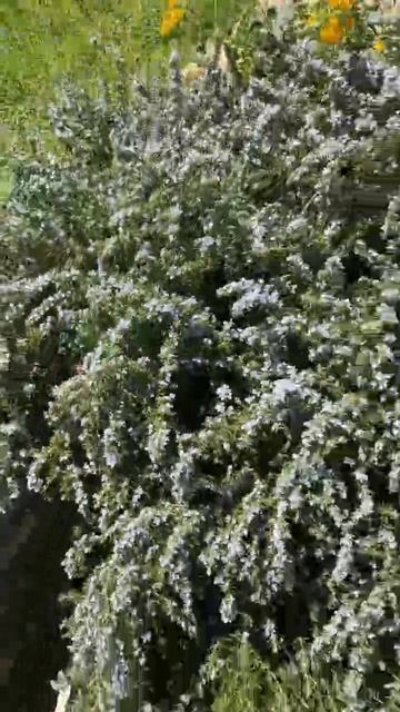 Пышное цветение розмарина