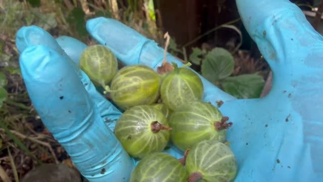 урожай крыжовника при природном земледелии.