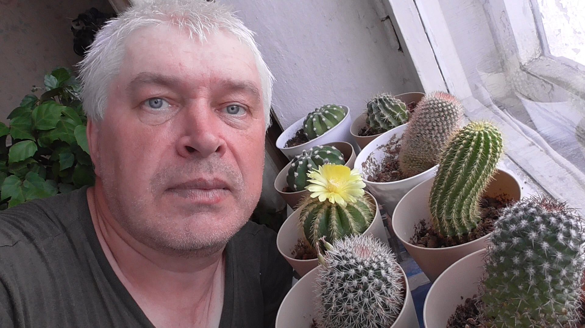 Сегодня 18 августа 2026 года. Видео про два кактуса. Жёлтые цветы, и образовались семена