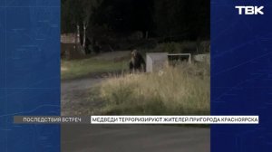 Медведи подходят к участкам СНТ Красноярска
