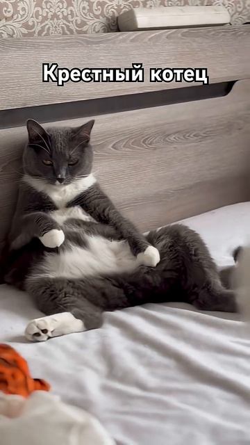 Крестный котец