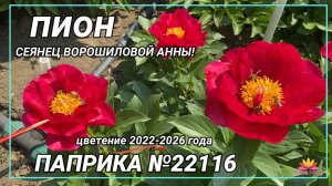 Сеянец «ПАПРИКА»/Сад Ворошиловой