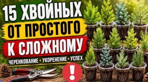 15 Хвойных от ПРОСТОГО к СЛОЖНОМУ: Укоренится ВСЁ, если знать Секрет!🌲