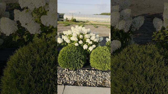 Гортензия Сильвер Доллар