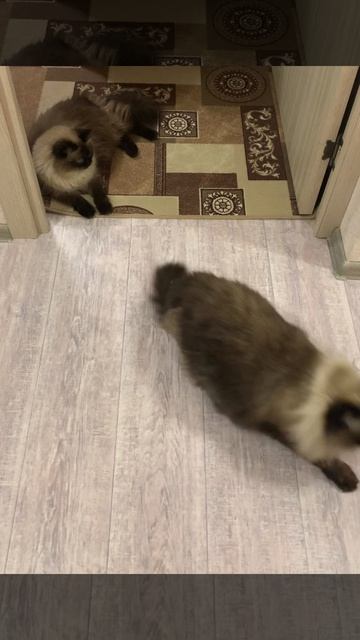 Без кота и жизнь не та 😉